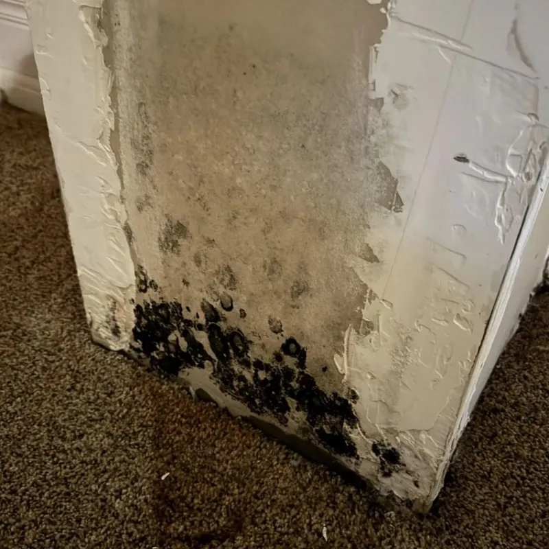 Professional Mold Removal in Dallas County, TX